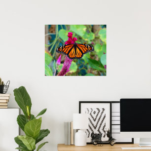 Poster Borboleta Monarca