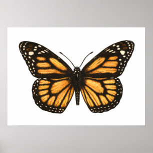 Poster Borboleta monarca