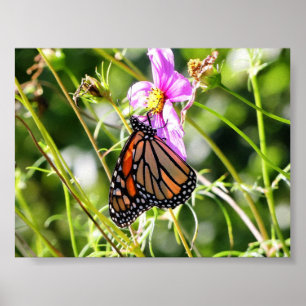 Poster Borboleta Monarca