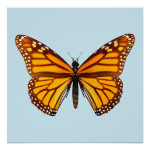 Póster Borboleta Monarca