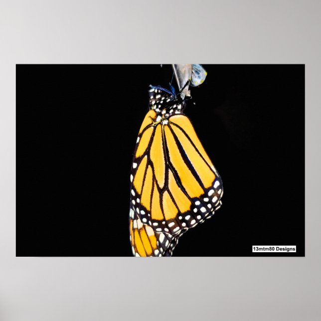 Poster Borboleta Monarca 2022 - Cartaz (Frente)