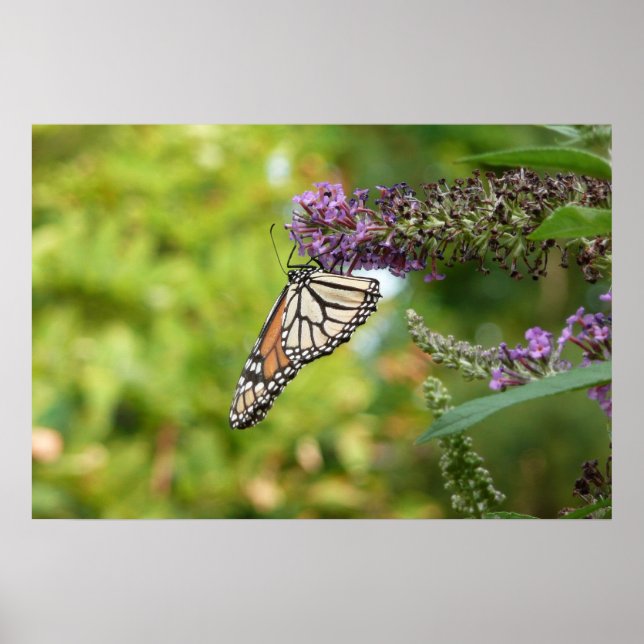 Poster Borboleta Monarca em Arbusto de Borboleta Roxa (Frente)