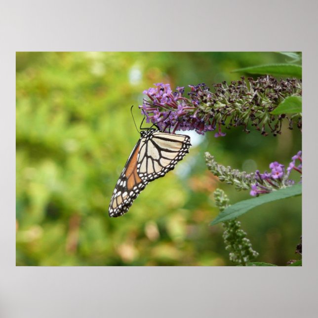 Poster Borboleta Monarca em Arbusto de Borboleta Roxa (Frente)