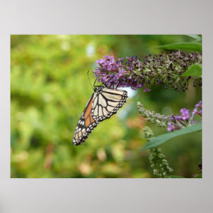 Poster Borboleta Monarca em Borboleta Roxa Bush