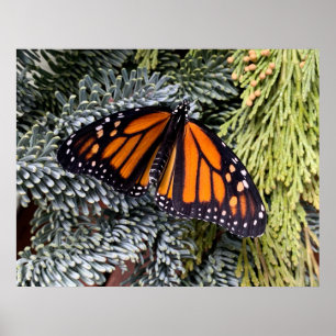 Poster Borboleta monarca em evergreens