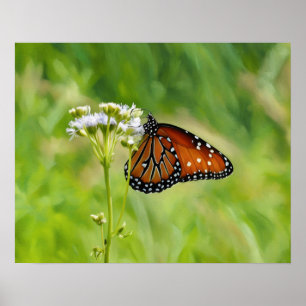 Poster Borboleta Monarca em Flores Selvagens Arte Aquecid