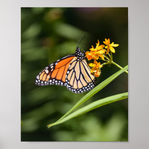 Poster Borboleta Monarca em Flores Tropicais de Almôndega
