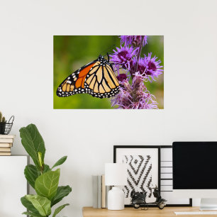 Poster Borboleta Monarca em Liatris