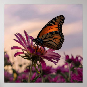 Poster Borboleta Monarca na Flor