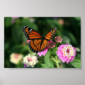 Póster Borboleta Monarca na Flor Lantana