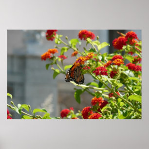 Poster Borboleta Monarca no Arbusto de Borboleta Vermelho