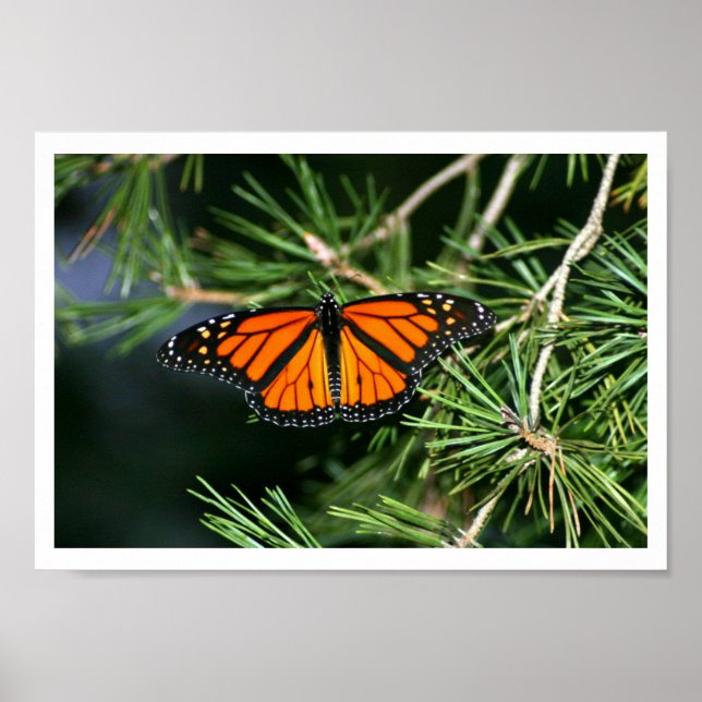 Póster Borboleta Monarca no Pine (Frente)