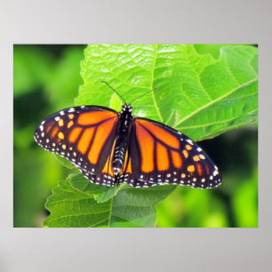 Poster Borboleta Monarch 3033