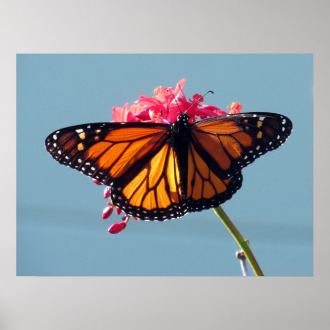 Poster Borboleta Monarch 6066 (Frente)