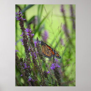 Poster Borboleta Monarch fecha nas flores roxas