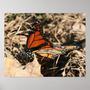 Poster Borboleta Monarch Possuindo Natureza