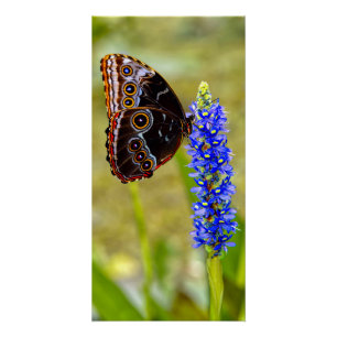 Póster Borboleta morfo azul em uma orquídea marsh