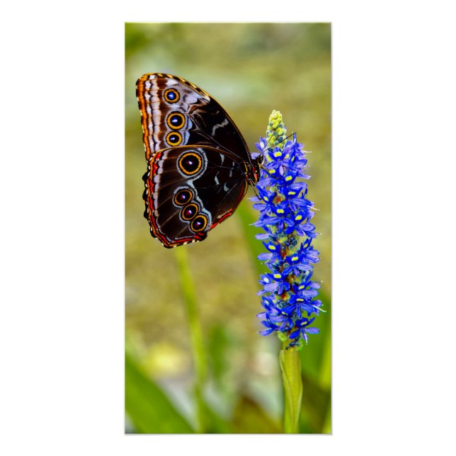 Póster Borboleta morfo azul em uma orquídea marsh (Frente)