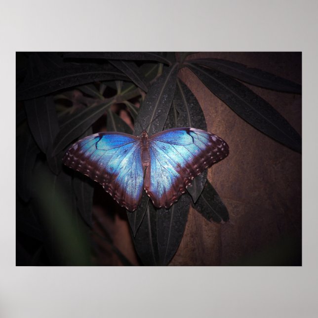 Póster Borboleta Morpho Azul (Frente)