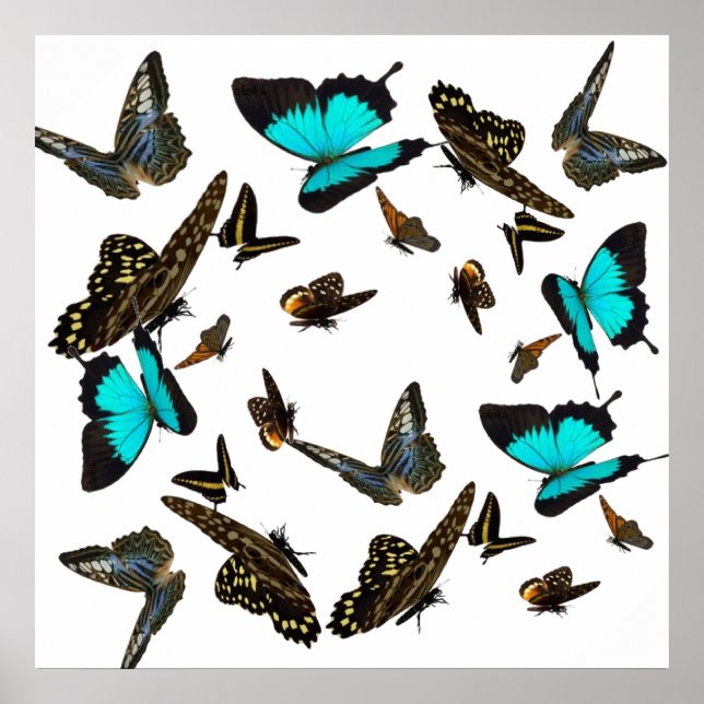 Póster Borboleta multiPoster 24X24" (Frente)