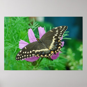 Poster Borboleta na flor