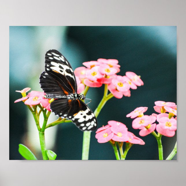 Poster Borboleta Natureza Insetos Flores Rosa (Frente)