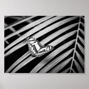 Poster Borboleta Natureza Insetos Preto e Branco