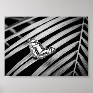 Poster Borboleta Natureza Insetos Preto e Branco