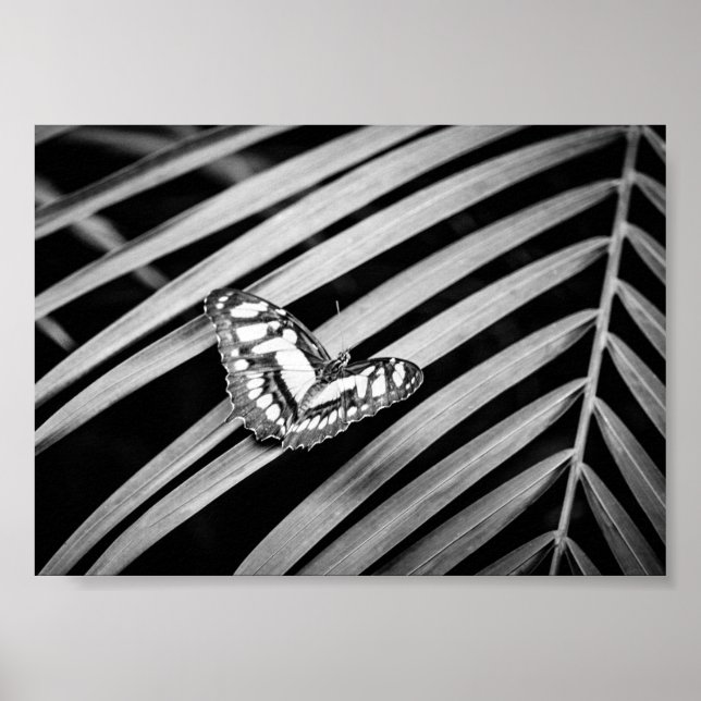 Poster Borboleta Natureza Insetos Preto e Branco (Frente)