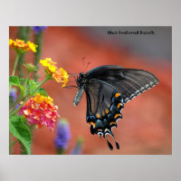Borboleta Negra