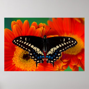 Poster Borboleta Negra de Swallowtail na Gerberia Daisy