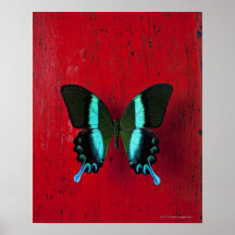 Borboleta negra e azul na parede vermelha