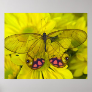 Póster Borboleta no Amarelo