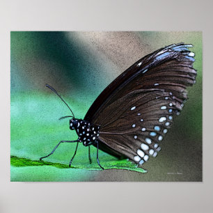 Póster Borboleta no Aqua