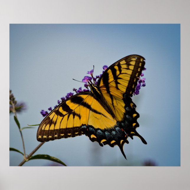 Póster Borboleta no céu (Frente)