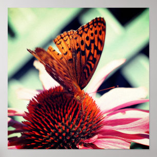 Poster Borboleta No Echinacea Coneflower Close Up
