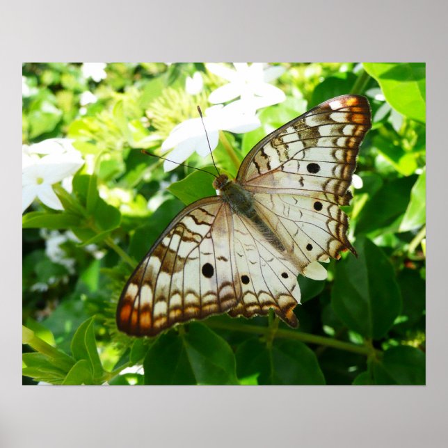 Poster Borboleta no Jasmin Flor Tropical Fotografia da Na (Frente)