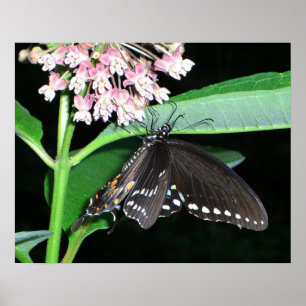 Póster Borboleta Noturna Black Swallowtail em Shenandoah