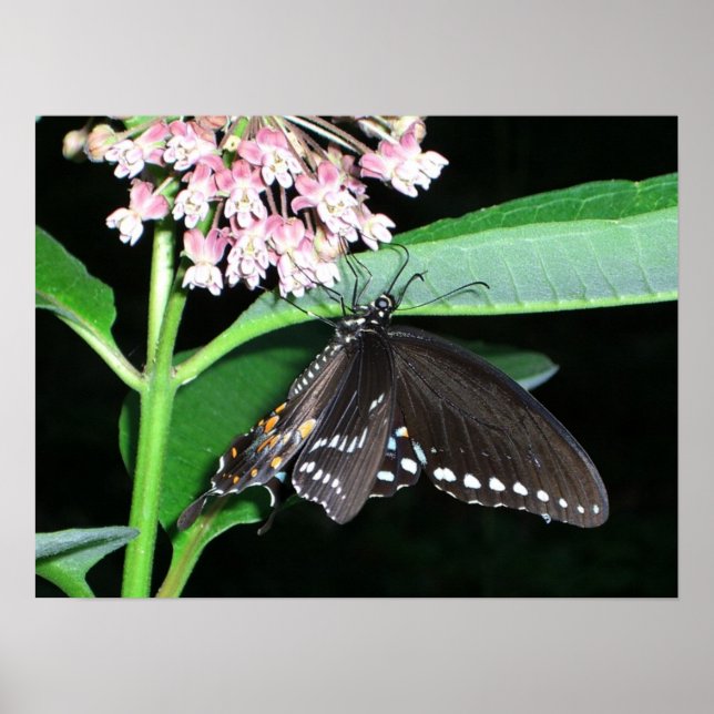 Póster Borboleta Noturna Negra Swallowtail em Shenandoah (Frente)