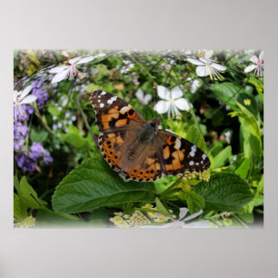 Poster borboleta numa bolha