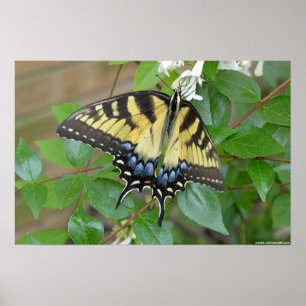 Poster Borboleta oriental de Swallowtail do tigre