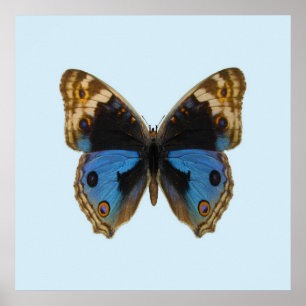 Poster Borboleta Pansy Azul