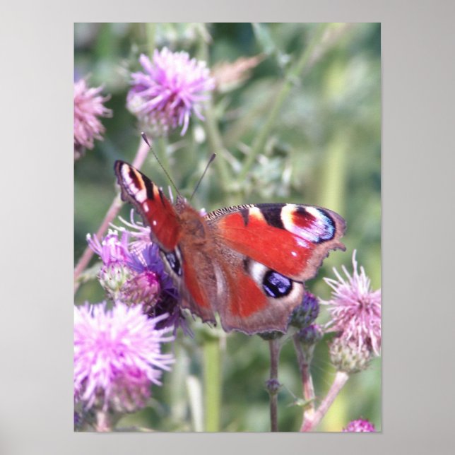 Poster Borboleta Pavão ao Sol de Verão (Frente)