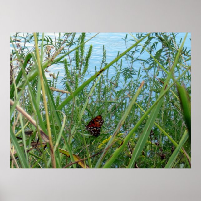 Poster Borboleta perto do rio (Frente)