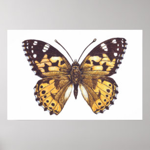 Poster Borboleta-pintada