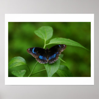 Poster Borboleta Preta