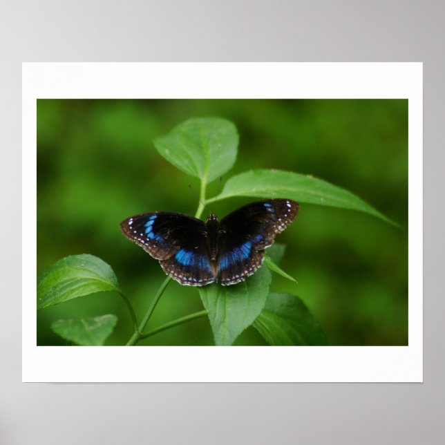 Poster Borboleta Preta (Frente)