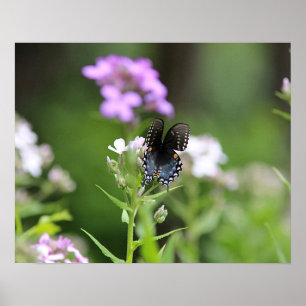 Poster Borboleta preta do swallowtail