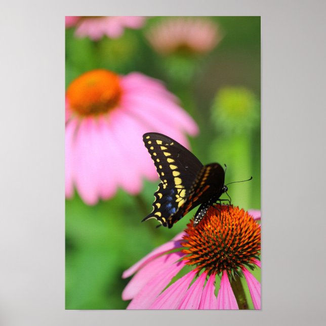 Poster Borboleta Preta Swallowtail em um Coneflower, Ohio (Frente)
