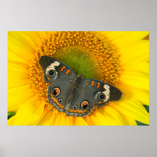Poster Borboleta Rabo de Andorinha em Girassol